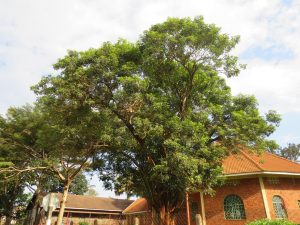 A massive tree with a dense green canopy dominates the view, its branches extending over a clear sky with soft white clouds. In the background, a single-story red brick building with an orange-tiled roof and arched windows is visible, capturing a blend of nature and architecture in a sunlit setting.
