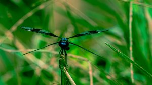 A dragonfly with large eyes and clear, detailed wings.