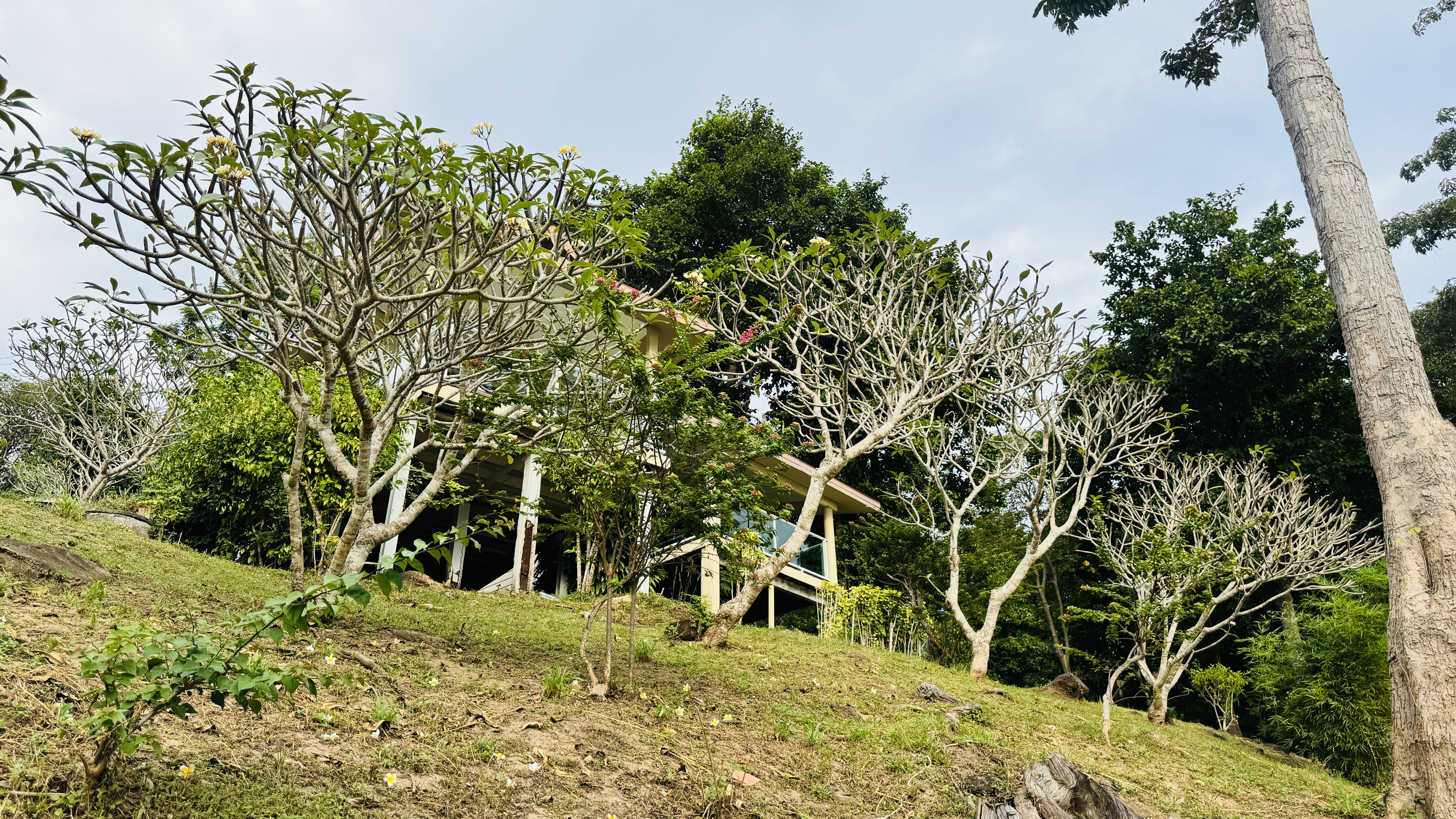 A group of Frangipani trees with sparse leaves and small white flowers grow on a grassy slope. In the background a modern building with glass railings and white pillars is partially hidden by lush green forest trees. The scene is shot from a low angle looking up toward the clear sky and dense tropical vegetation.