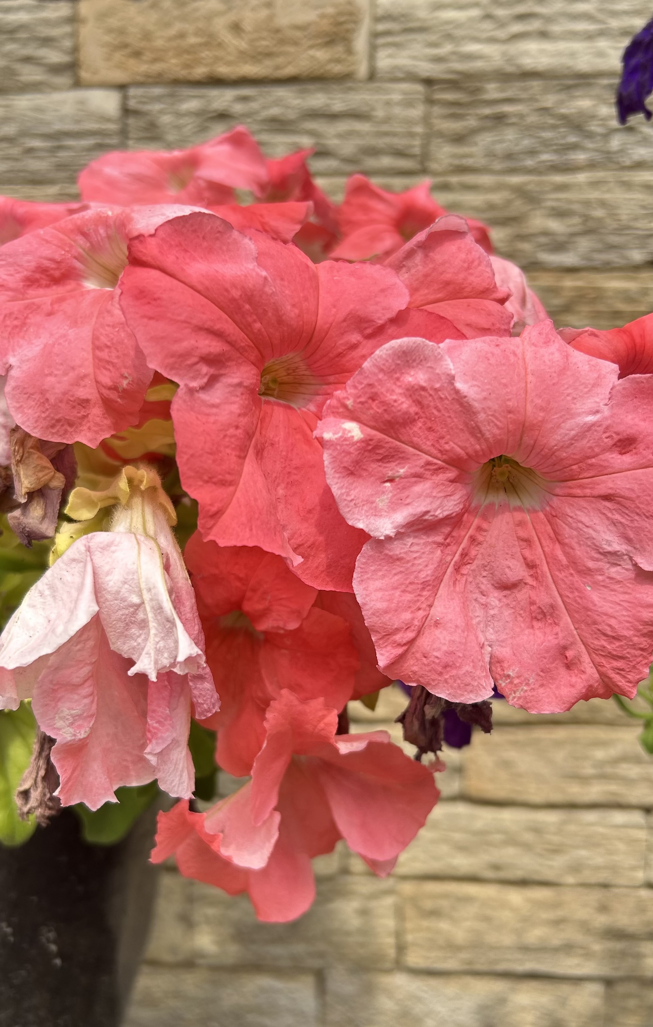 A cluster of pink flowers with leaves.