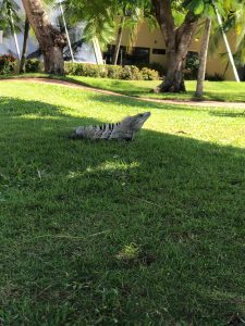 A lizard basking in the sun on green grass, surrounded by palm trees and other tropical plants in a landscaped area. 