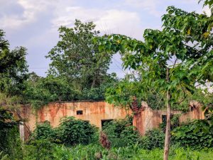 Diverse natural and urban scenes showing colorful plants, local animals, and different types of landscapes.