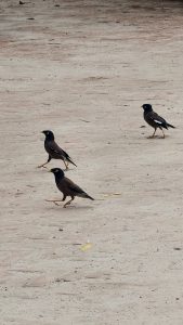 Three brown birds with black heads and yellow beaks walk across a light-colored brick or stone pavement. Two birds are walking toward the left, while one stands further back facing right.