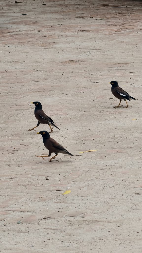 Three brown birds with black heads and yellow beaks walk across a light-colored brick or stone pavement. Two birds are walking toward the left, while one stands further back facing right.