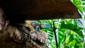A colorful lizard sits on a rough dark wooden surface under a slanted overhang, with a brown body and a bright blue-green head. Surrounded by lush green leaves, soft natural light highlights its vibrant colors.