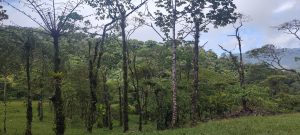 A lush green forest scene featuring tall trees with varying bark textures and leaf shapes. 