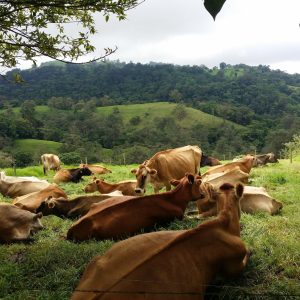 Herd of cows resting on green grass in a rural Costa Rican landscape. Rolling hills covered with dense trees rise in the background under a cloudy sky. The cows lie calmly in the foreground, creating a peaceful farm scene surrounded by lush vegetation.