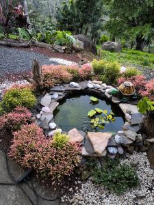 The image shows a charming, small garden pond encircled by layered flat stones and decorative pebbles. Vibrant pink and yellowish-green shrubs surround the water, where a few aquatic plants float peacefully. A decorative ceramic turtle sits on the edge, adding a whimsical touch to this peaceful, landscaped backyard feature.