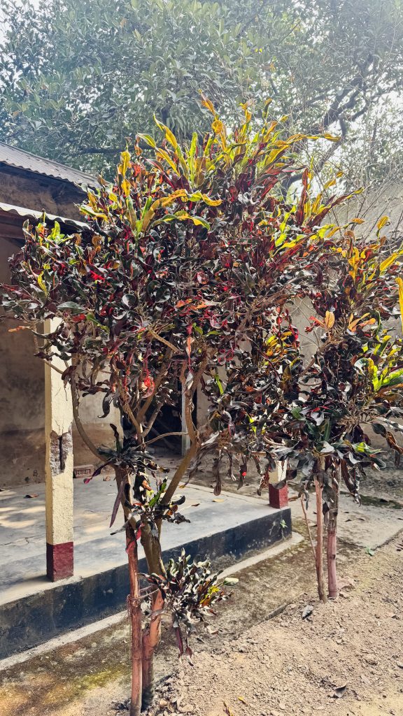 A croton plant with dark burgundy and yellow leaves grows in a sandy yard near a porch with red pillars, with a large green tree in the background.