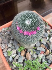 A round cactus covered in spines sits in a terracotta pot filled with small pebbles and green ground cover plants.
