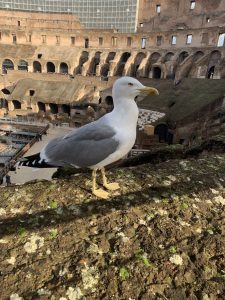 Close-up at a gull standing on a wall at the Colosseum, Rome, Italy.