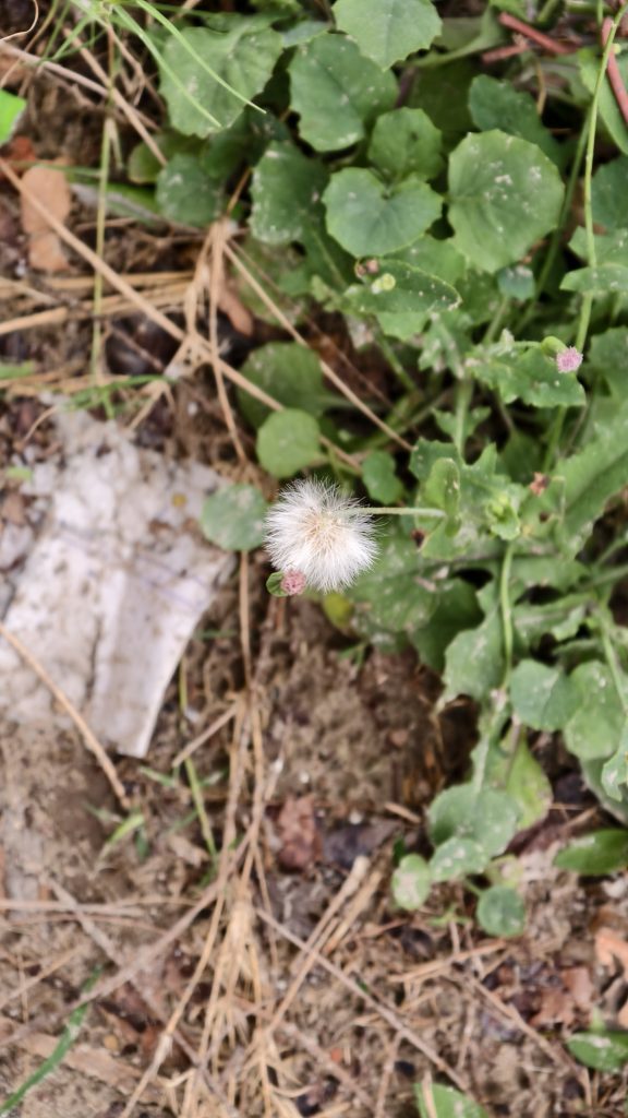 A close-up of a small fluffy white flower head surrounded by green leaves and scattered debris on the ground.