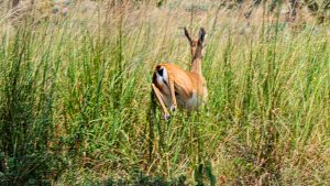A motion-blurred, eye-level photo of a young Uganda kob leaping through tall yellow-green savanna grass, showing only its hind legs, back, and part of its white belly and tail as it disappears into the dense vegetation.