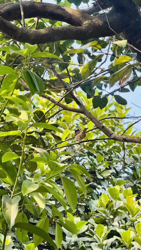 A small brown bird perched on a branch in a dense green tree, viewed from below through leaves against a bright sky.