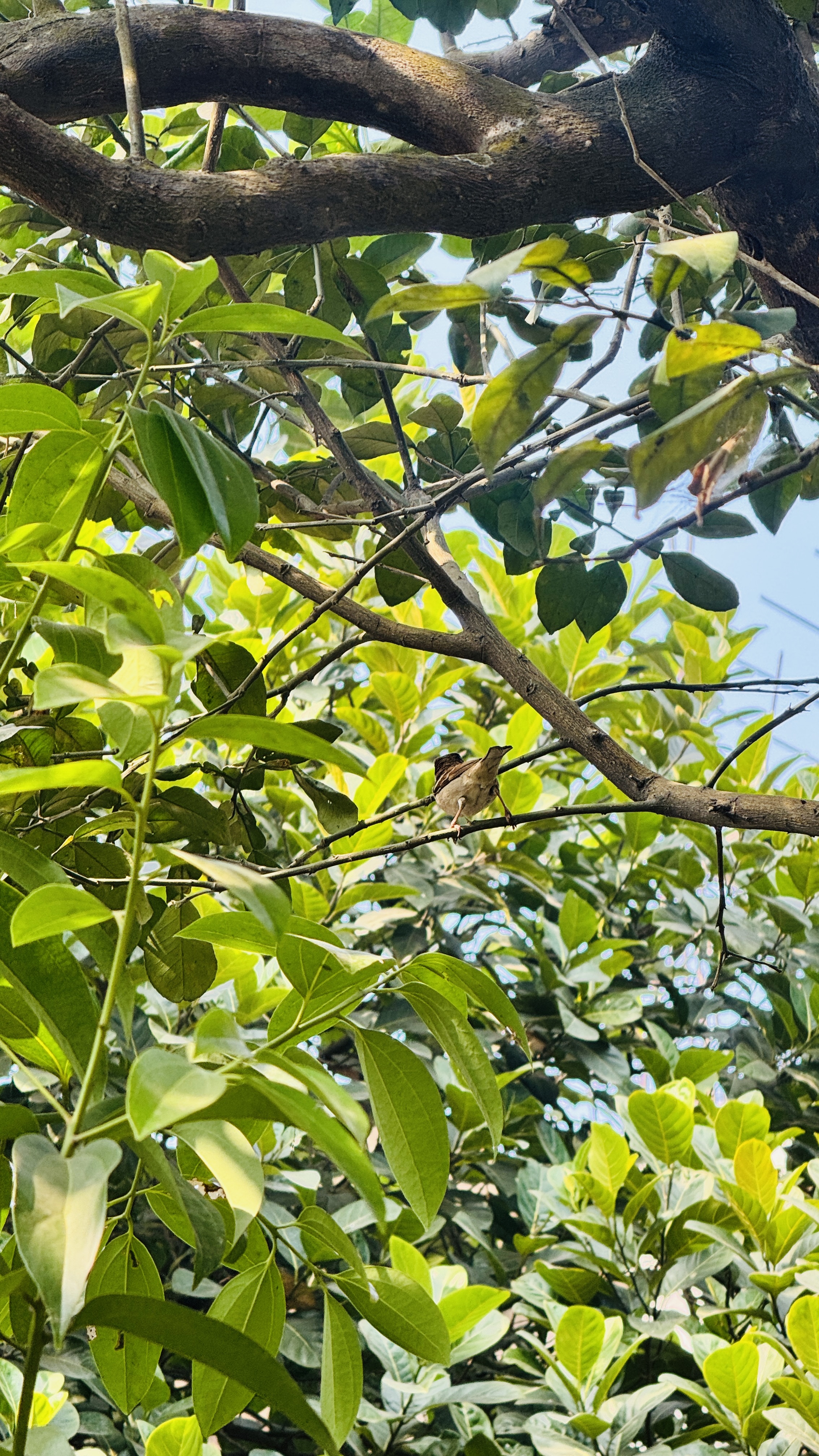 A small brown bird perched on a branch in a dense green tree, viewed from below through leaves against a bright sky.