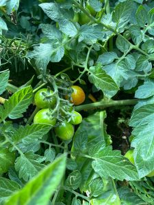 A cluster of green tomatoes on a vine with one starting to turn orange, surrounded by green leaves.