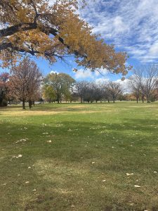 
A grassy park setting featuring trees with autumn foliage.