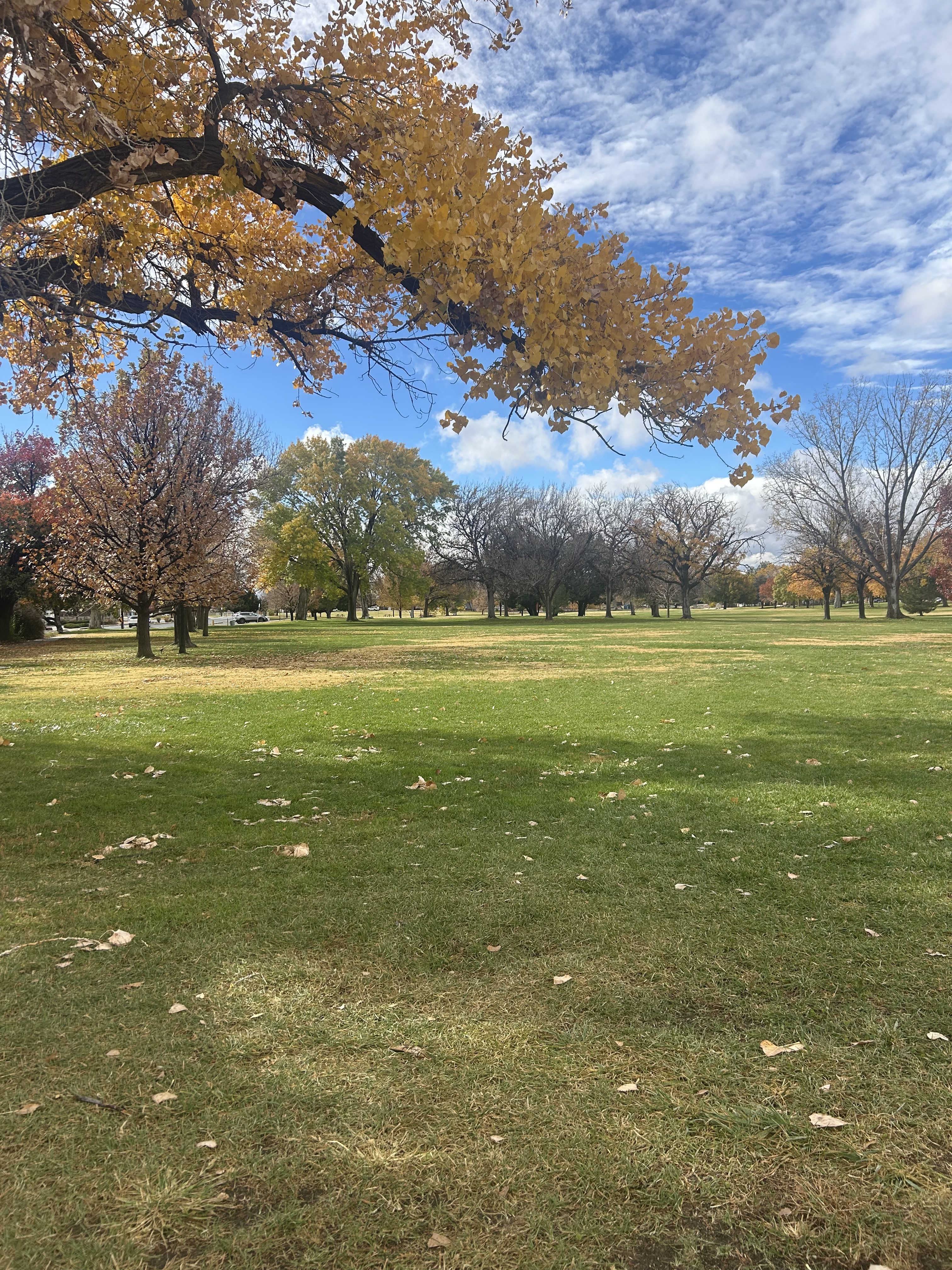 A grassy park setting featuring trees with autumn foliage.