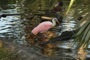 A pink bird stands in shallow water, reflecting its image on the surface. Its long legs support its body, and it has a distinct long beak.