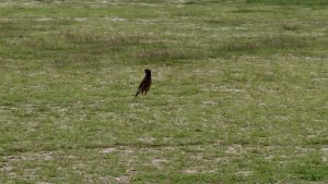 A single common myna bird stands in the middle of a vast green grassy field.