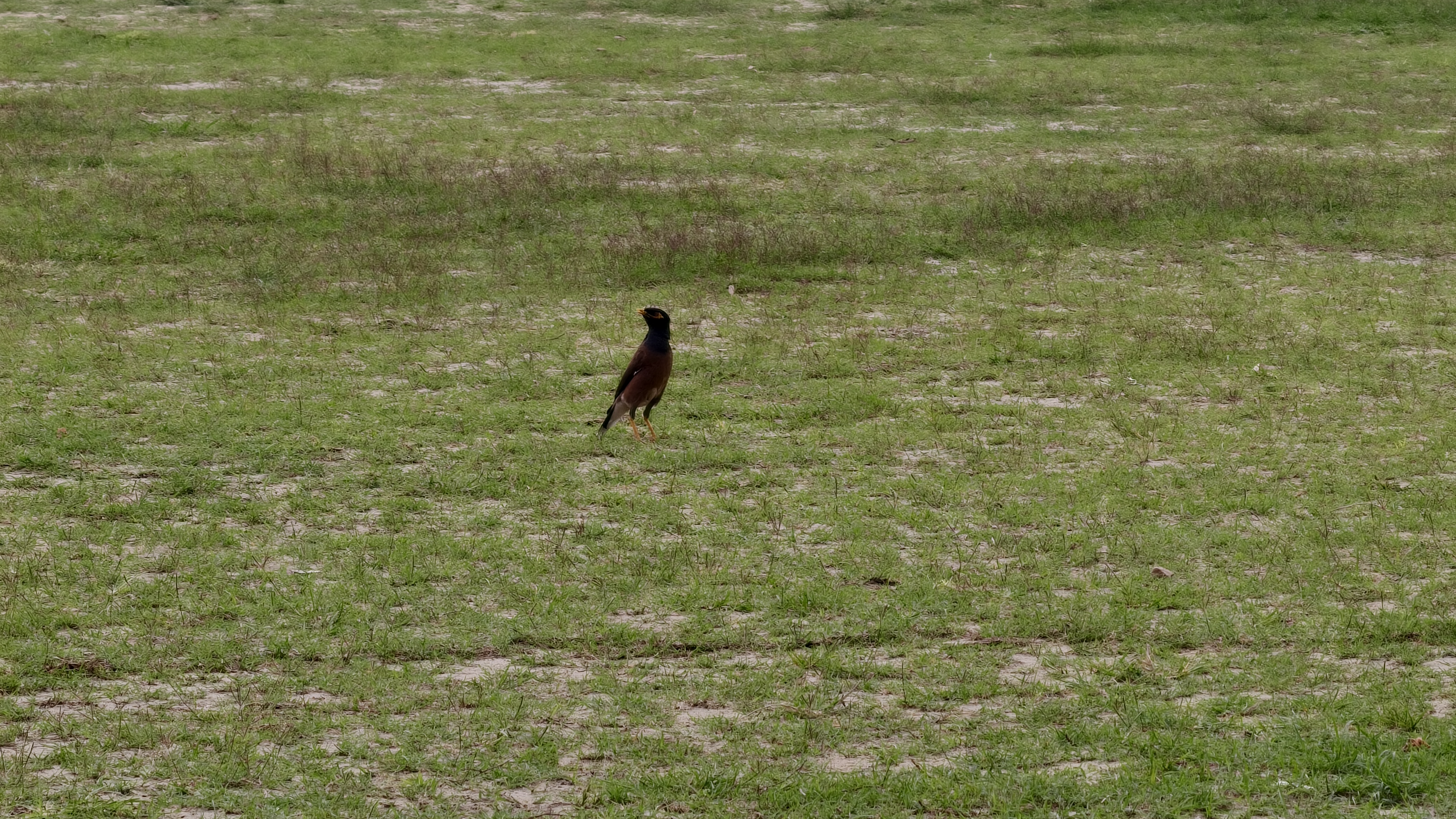 A single common myna bird stands in the middle of a vast green grassy field.