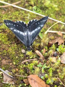 A black butterfly with white markings rests on a bed of moss and small green plants, surrounded by soil and fallen leaves.
