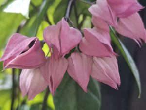 A cluster of delicate, pink floral blooms hangs gracefully from green foliage