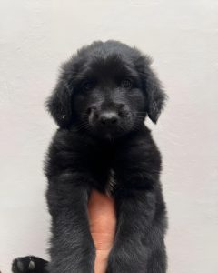 
A small black puppy with fluffy fur is being held up against a light gray background.