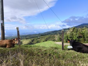Two cows are seen resting beside a barbed wire fence on a hillside. One is a light brown cow standing and looking towards the camera, while the other is a black cow lying down.