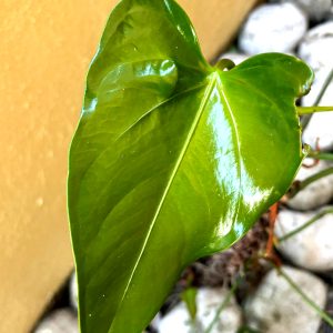 A close-up to a wonderful bright green leaf
