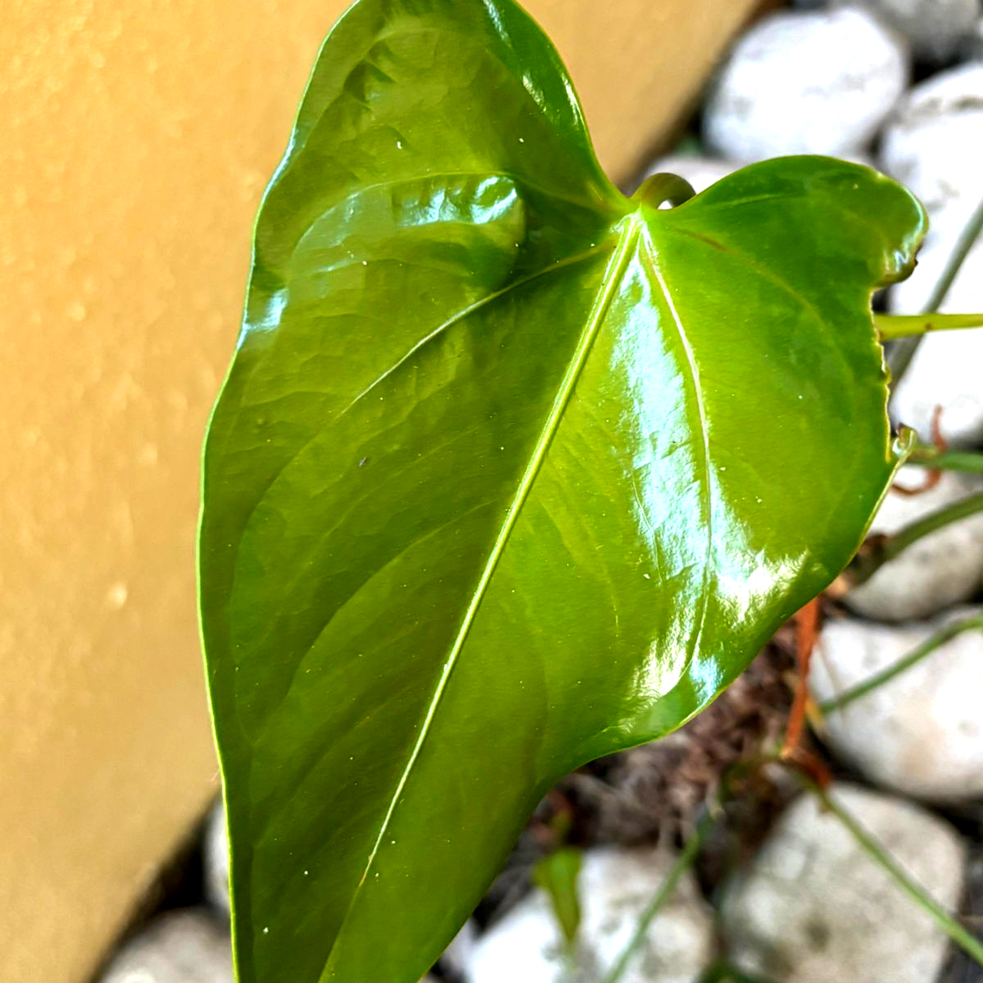 A close-up to a wonderful bright green leaf