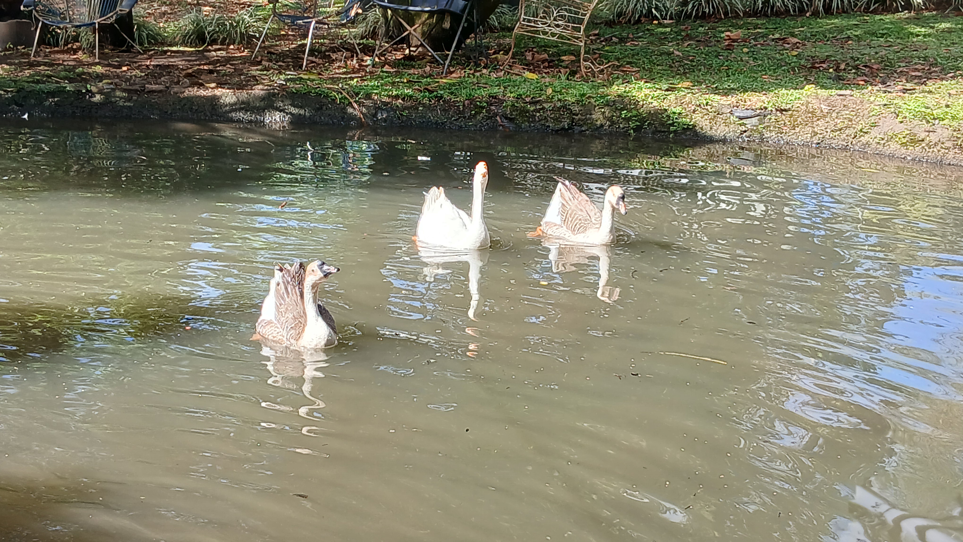 Three geese are swimming in a calm, shallow pond. The water has a reflective surface, showing ripples around the birds. In the background, there are some chairs and lush greenery, adding to the tranquil setting.