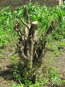 A thick grey tree stump with cut branches sits in a garden, surrounded by rows of young green corn plants under bright sunlight and a partial brick wall in the background.