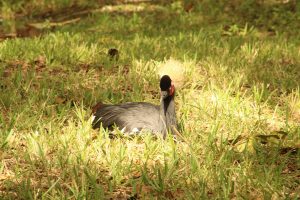 Cassowary bird at Zoo Miami.
