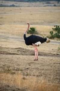 An Ostrich standing in the open grassland of Masai Mara with dry landscape and bushes in the background.
