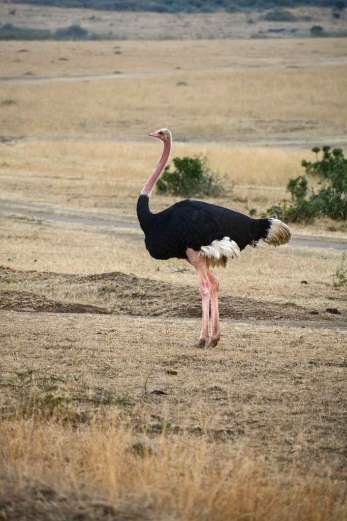 An Ostrich standing in the open grassland of Masai Mara with dry landscape and bushes in the background.