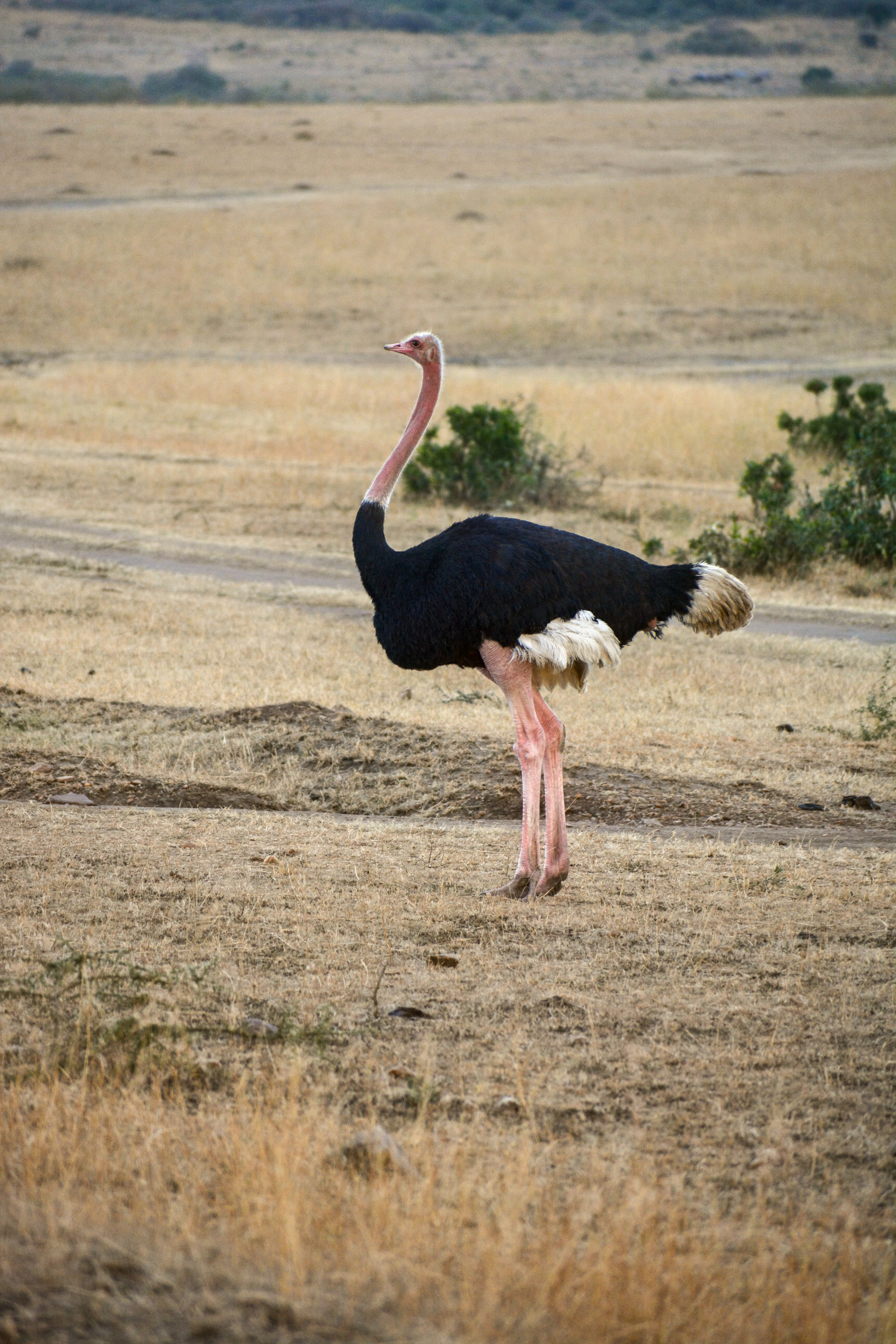 An Ostrich standing in the open grassland of Masai Mara with dry landscape and bushes in the background.