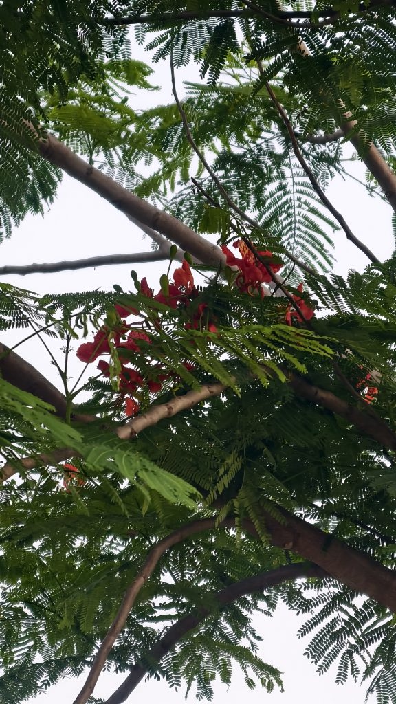A view looking up through a canopy of leaves and branches, featuring vibrant red flowers among green foliage.