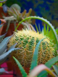 vibrant golden barrel cactus with dense yellow spines, set against a bold blue background with succulents, agave leaves, and terracotta pots.
