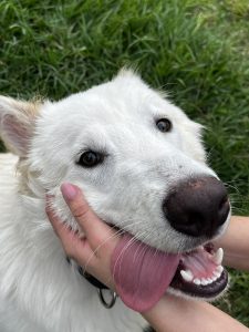 
A close-up of a playful white dog with a fluffy coat, smiling with its mouth open and tongue out