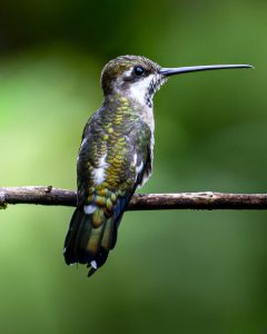 Colibri 

A close-up photograph of a Colibri (hummingbird) perched on a thin branch.