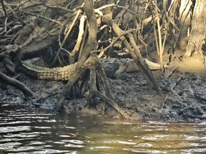 A crocodile rests among tangled roots and muddy banks of a river, partially submerged in the water. The sunlight highlights its scaly skin and the texture of the surrounding vegetation.