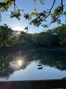A duck swimming in a lake under a blue sky.