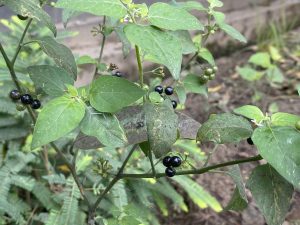 A lush green plant with small black berries is clustered among vibrant leaves. It is set against a blurred outdoor background, creating a natural, serene scene.