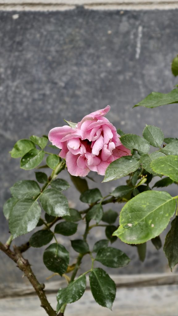 A single pink rose with ruffled petals grows on a thorny stem with dark green leaves against a gray stone background.