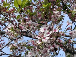 A close-up view of cherry blossom branches in bloom, featuring delicate pink and white flowers surrounded by green leaves