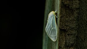 Moth with translucent wings and yellow veins, a fuzzy pale-yellow body, and thin antennae clinging to tree bark.