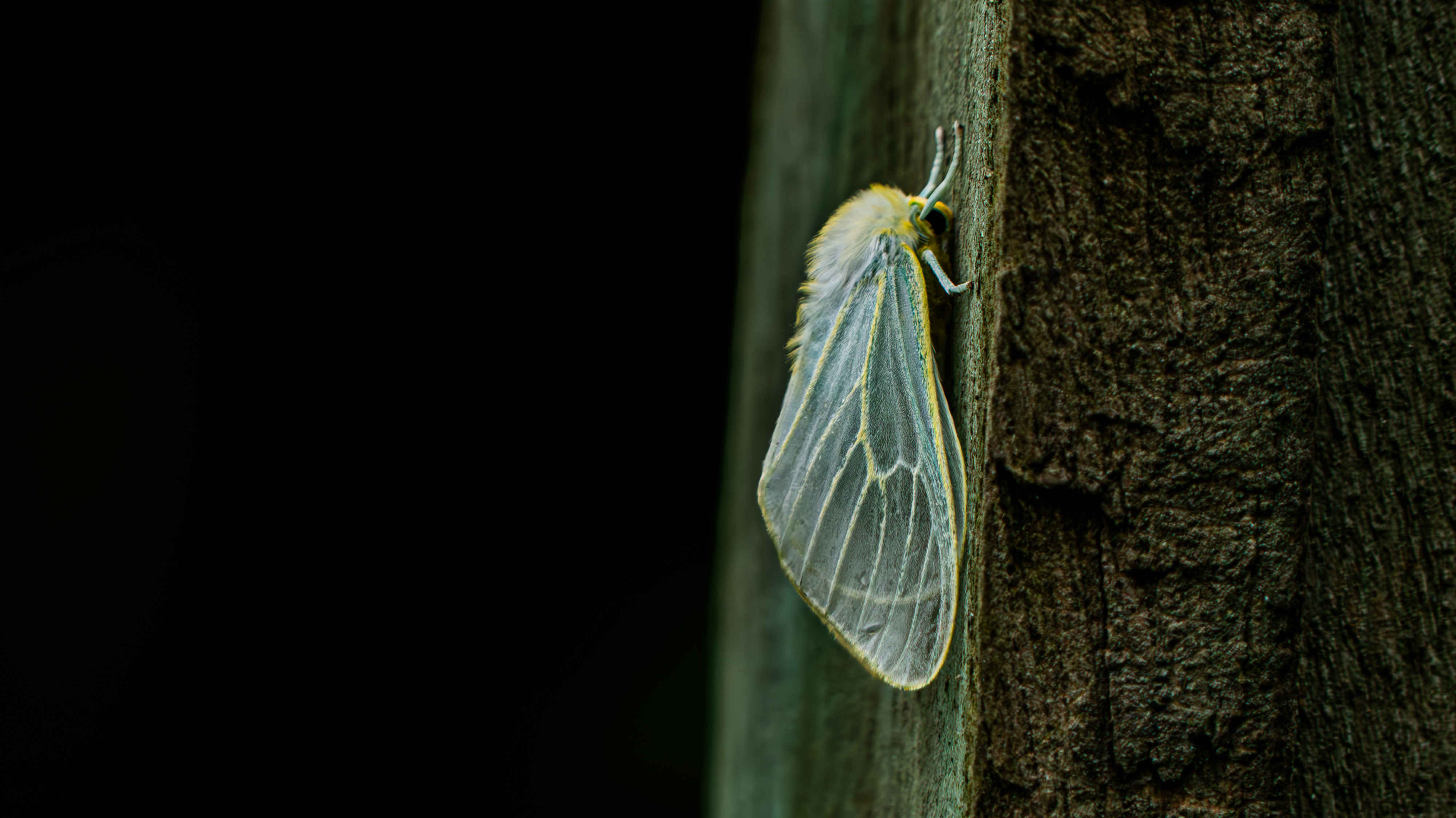 Moth with translucent wings and yellow veins, a fuzzy pale-yellow body, and thin antennae clinging to tree bark.