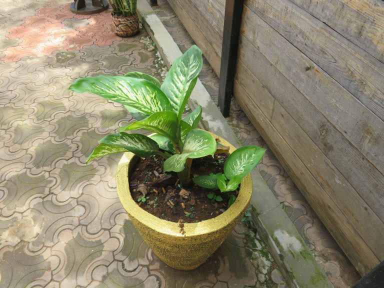 A green plant with white variegated leaves is planted in a yellow textured pot. The pot sits on a paved surface with a brown and grey interlocking pattern. A wooden fence and a concrete curb are visible in the background.