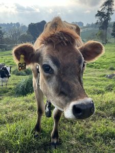 Close-up of a brown cow in a green field with an ear tag, with a rural landscape in the background.